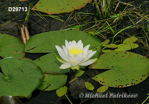 Fragrant Water-lily (Nymphaea odorata)